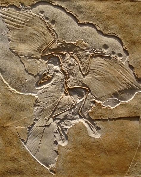 archaeopteryx fossil for sale not replica